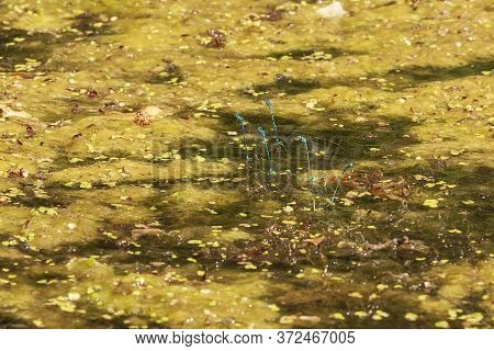 Blue Dragonfly - Odonata In Its Natural Habitat On The Pond. Foto Wild