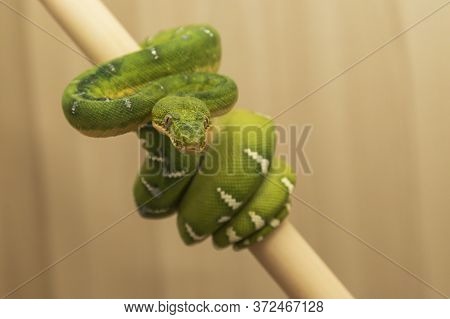 Corallus Caninus - Green Snake - Tree Green Snake Coiled On A Stick. The Head And Eyes Are Visible.