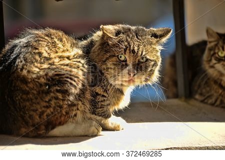 Homeless Tabby Cat On The Street Close Up