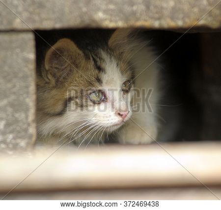Homeless Kitten In Vent Window In The Building
