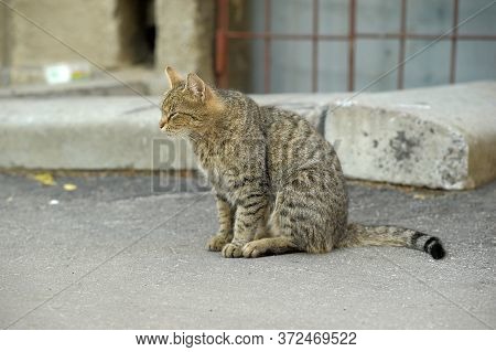 Stray Or Homeless Tabby Cat Looking At Camera In The Harbour Of Larnaca, Cyprus.