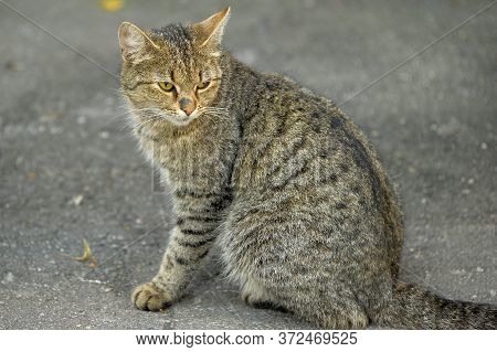 Stray Or Homeless Tabby Cat Looking At Camera In The Harbour Of Larnaca, Cyprus.