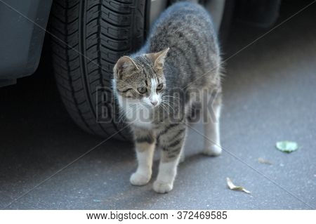 Stray Or Homeless Tabby Cat Looking At Camera In The Harbour Of Larnaca, Cyprus.