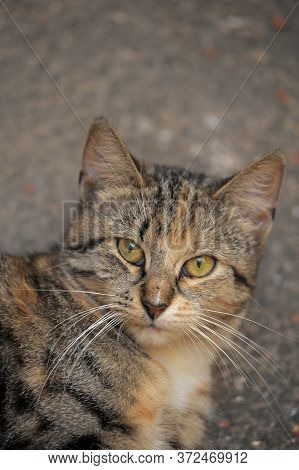 Tricolor Cat Lies On The Asphalt Close Up