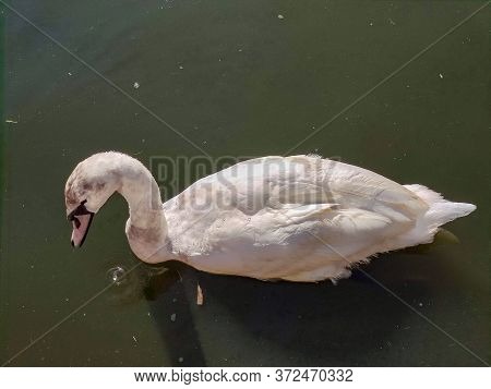 A White Goose In A Pond. High Quality Photo