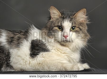 Norwegian Forest Cat On A Dark Background
