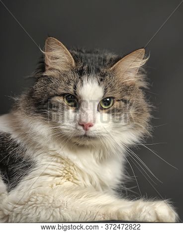 Norwegian Forest Cat On A Dark Background
