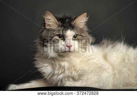 Portrait Of Norwegian Forest Cat, 1 And A Half Years Old