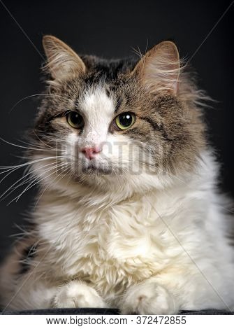 Portrait Of Norwegian Forest Cat, 1 And A Half Years Old