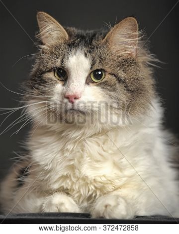 Portrait Of Norwegian Forest Cat, 1 And A Half Years Old