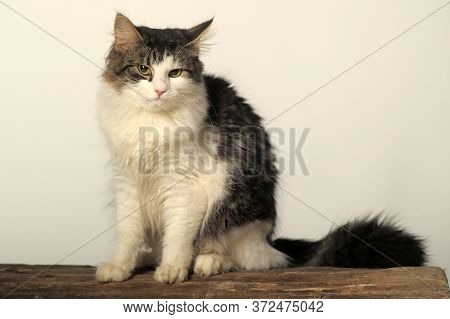 Norwegian Forest Cat On A Tree Close Up