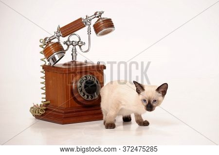 Siamese Kitten And Vintage Phone On White Background