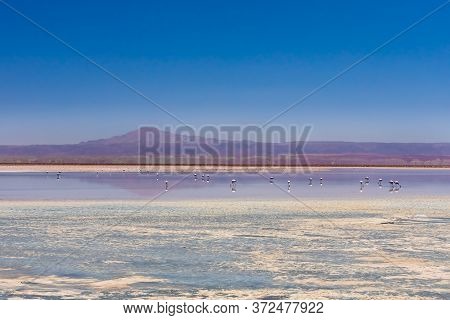 Laguna Chaxa, Atacama Desert, Chile.