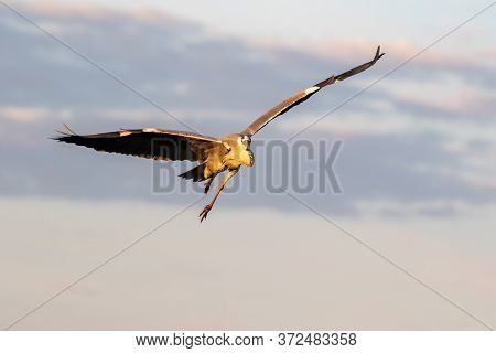 Grey Heron Flying Directly Towards The Camera