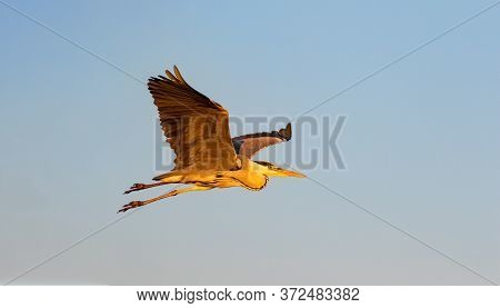 Grey Heron Flying In The Evening Sun