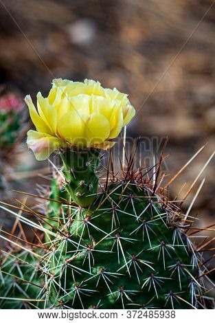 Close-up Of Beautiful Yellow Cactus Flowers. Seasonal, Environmental, Educational Concepts.