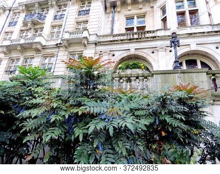 Hollyleaved Barberry, Mahonia Aquifolium Against The Backdrop Of A High-rise Building In Central Lon