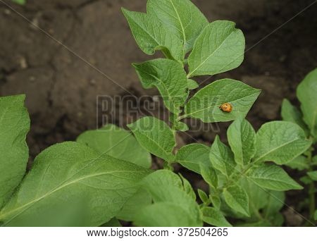 Colorado Potato Beetle Larva On Potato Foliage.