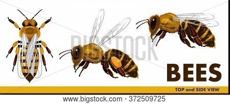 Honey Bees. Realistic But Simple Style. Flat. Top View And Side View. Flying Bee With Nectar. Set. I
