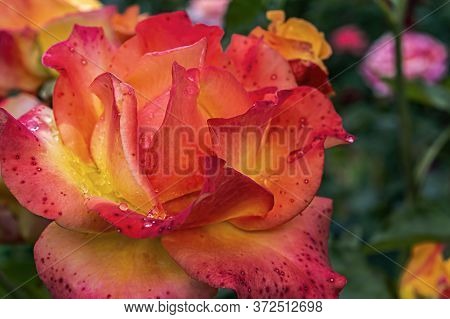 Yellow-orange Roses With Drops Of Dew On A Summer Sunny Day In The Garden