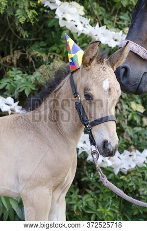 The Heads Of A Brown Mare And A Yellow Foal With Party Hats And Guirlandes In The Trees. Background 