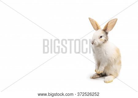 Little Brown And White Rabbit Standing On Isolated White Background With Clipping Path. It's Small M