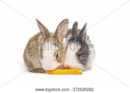 Adorable Two Bunnies Or Rabbits  Eating Carrot On Isolated White Background With Clipping Path. It's