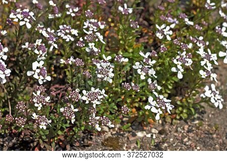 Iberis Commonly Called Candytuft Are Used As Ornamental Plants For Rock Gardens, Bedding, And Border