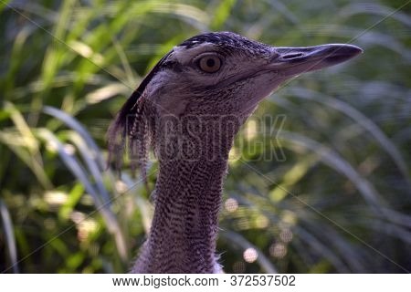 Bustard In Washington Zoo