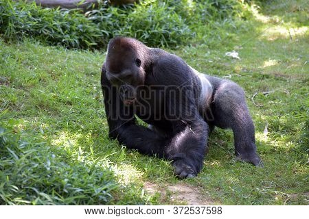 Gorilla In Washington Zoo