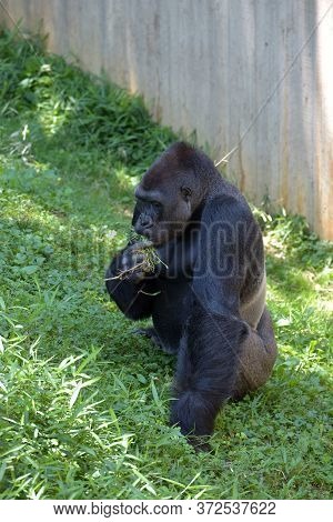 Gorilla In Washington Zoo