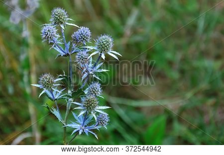 Flowering Eryngium Campestre - Plant Of The Umbelliferous Family, Against A Background Of Green Leav