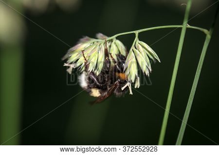 A Bumblebee Collects Nectar From A Plant