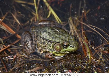 Large Green Frog In A Wetland Quagmire.