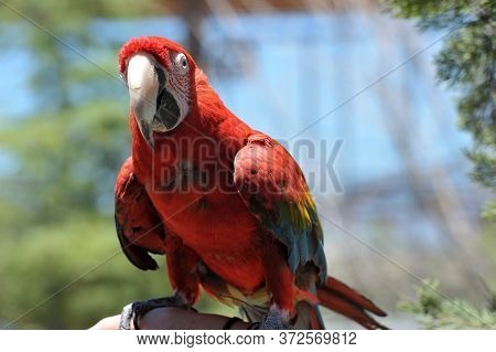 Beautiful Colorful Parrot With Colors Of Green, Orange, Red, Yellow And Blue