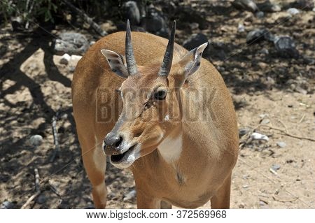 Boselaphus Tragocamelus (antelope Nilgai) In Out Of Africa Wildlife Park