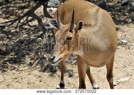 Boselaphus Tragocamelus (antelope Nilgai) In Out Of Africa Wildlife Park