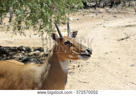 Boselaphus Tragocamelus (antelope Nilgai) In Out Of Africa Wildlife Park