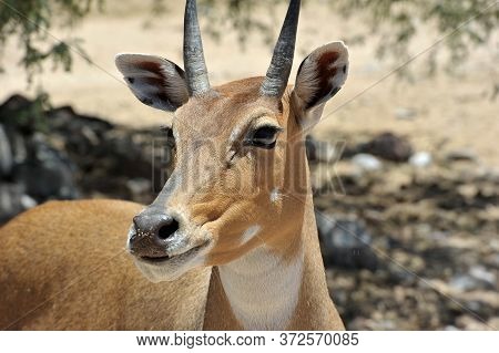 Boselaphus Tragocamelus (antelope Nilgai) In Out Of Africa Wildlife Park
