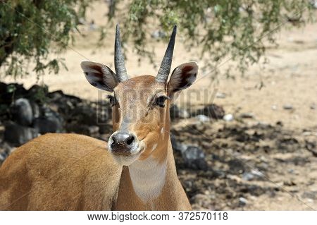 Boselaphus Tragocamelus (antelope Nilgai) In Out Of Africa Wildlife Park