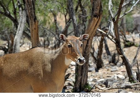 Boselaphus Tragocamelus (antelope Nilgai) In Out Of Africa Wildlife Park
