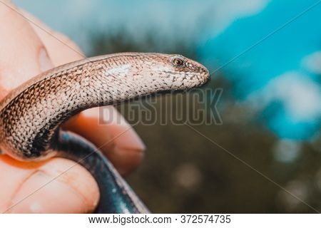 A Man Holds A Legless Lizard With A Fingers On A Background Of Blue Sky. Macro Photography Of Reptil