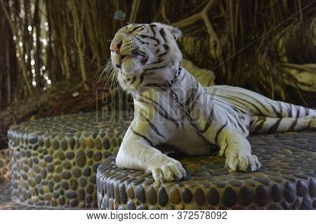 White Tiger With A Chain Around His Neck In A Thai Zoo