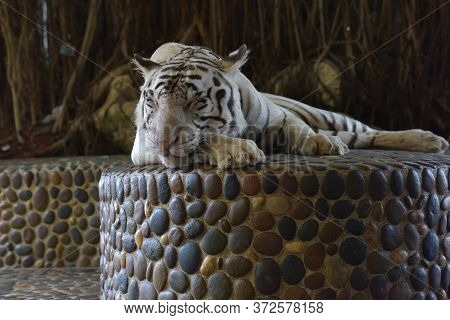 White Tiger With A Chain Around His Neck In A Thai Zoo