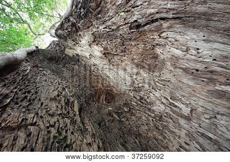 Mostra la cavità di un platano vicino a Elbasan, Albania