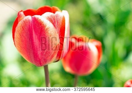Beautiful Bright Red Tulips In The Photo With A Blurred Background And Soft Focus Trick For Greeting