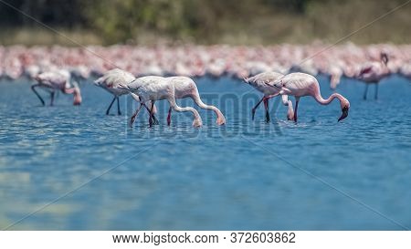 Thousands Of Lesser Pink Migratory Flamingos Standing In Shallow Water At Wetlands Of Navi Mumbai. F