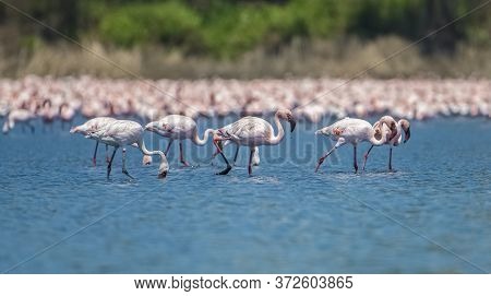 Thousands Of Lesser Pink Migratory Flamingos Standing In Shallow Water At Wetlands Of Navi Mumbai. F