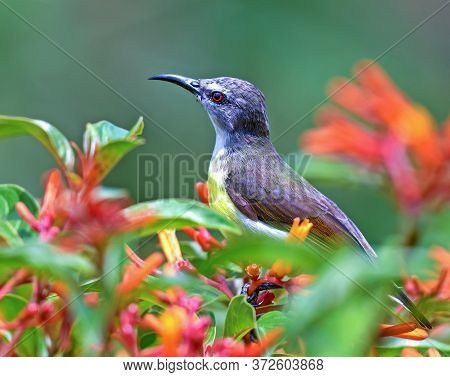 Very Colorful Shining Humming Bird Perched On A Flower Plant. Blurred Green Tropical Plants In Backg