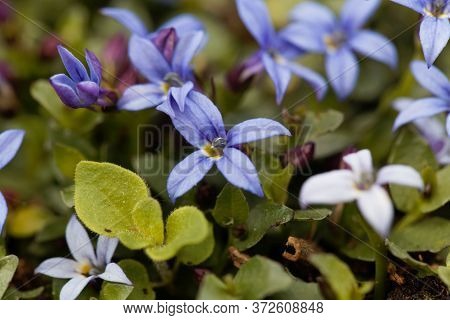 Blue Star Flower, Isotoma Fluviatilis